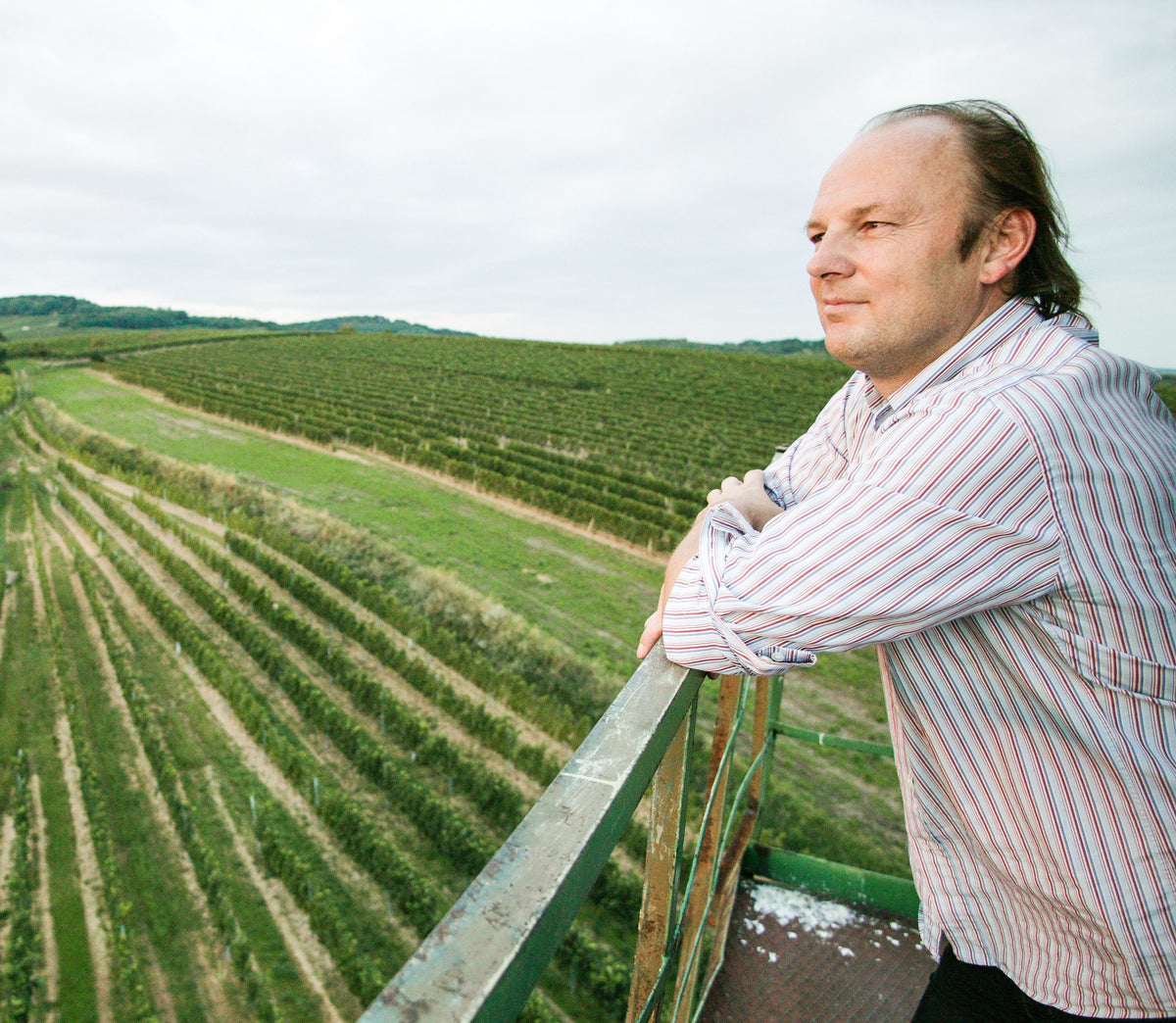 Weingut Moric Bild 1
