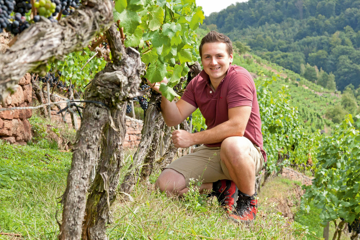 Weingut Benedikt Baltes Bild 1