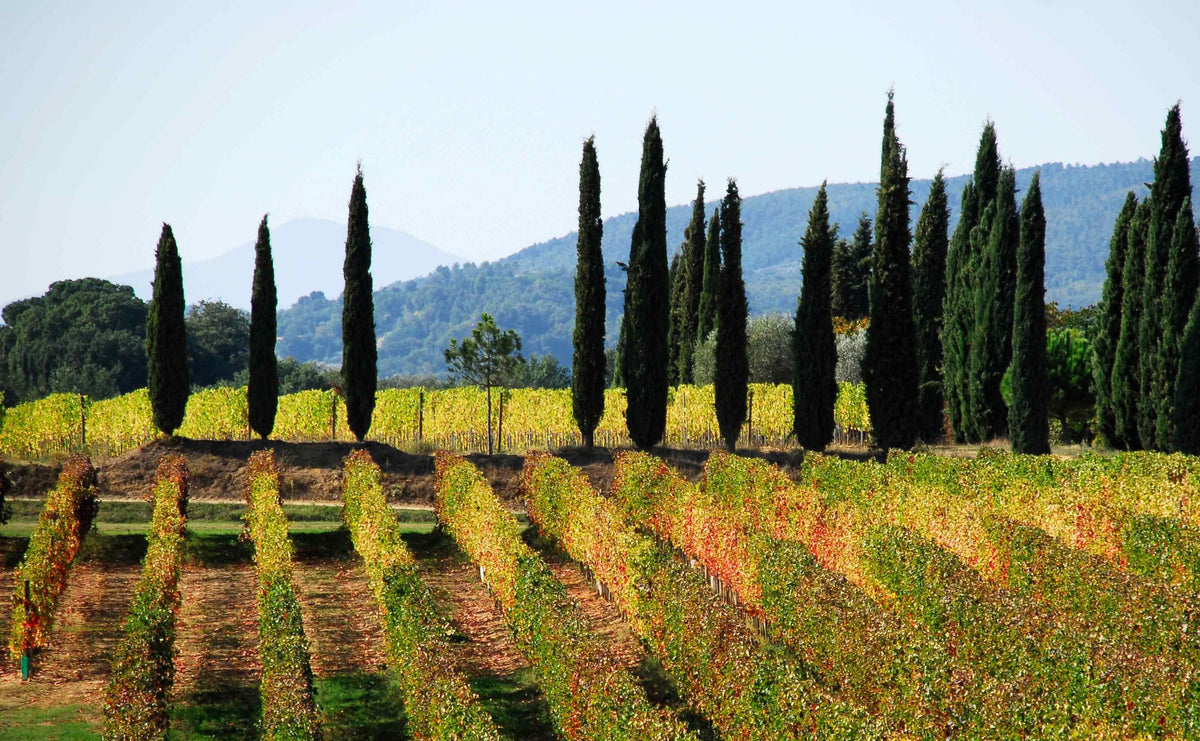 Header Bindella Tenuta Vallocaia