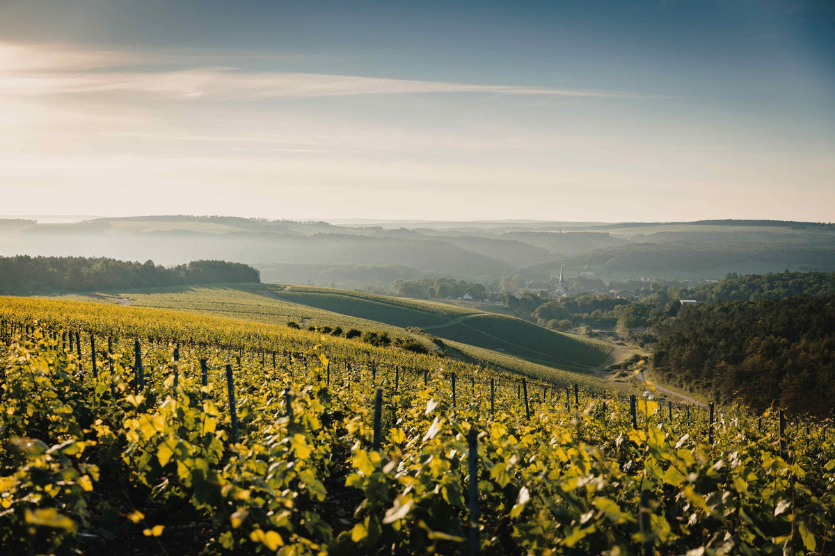 Header Domaine Alexandre Bonnet