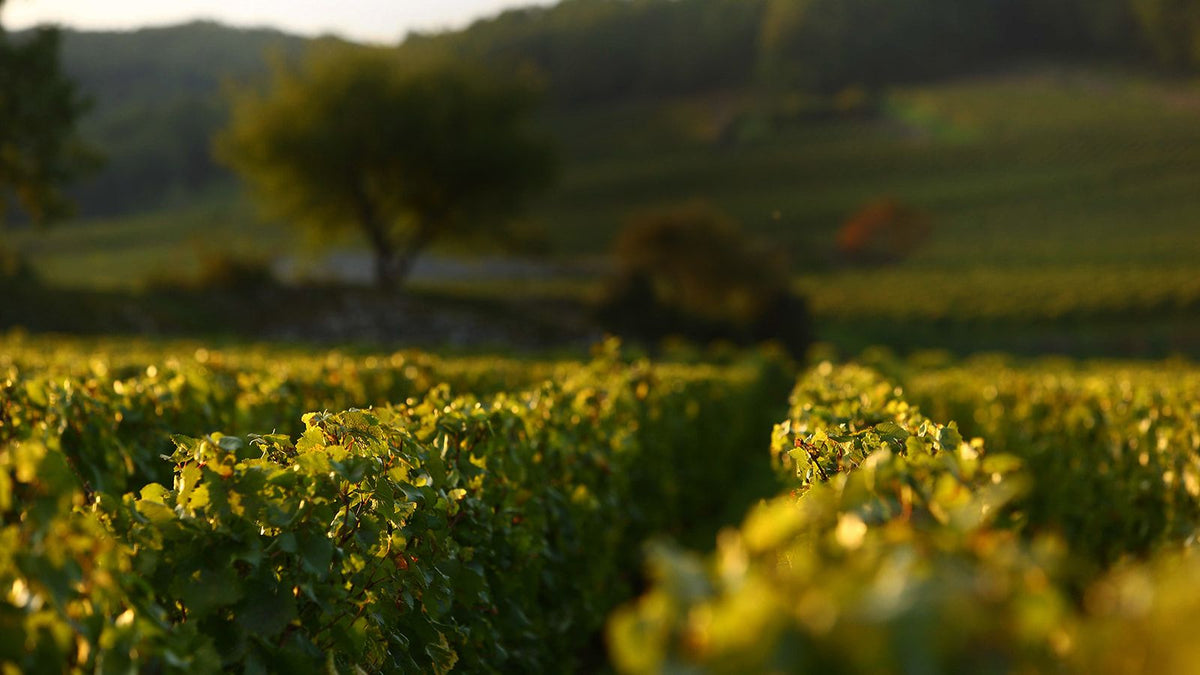 Header Domaine Bruno Colin