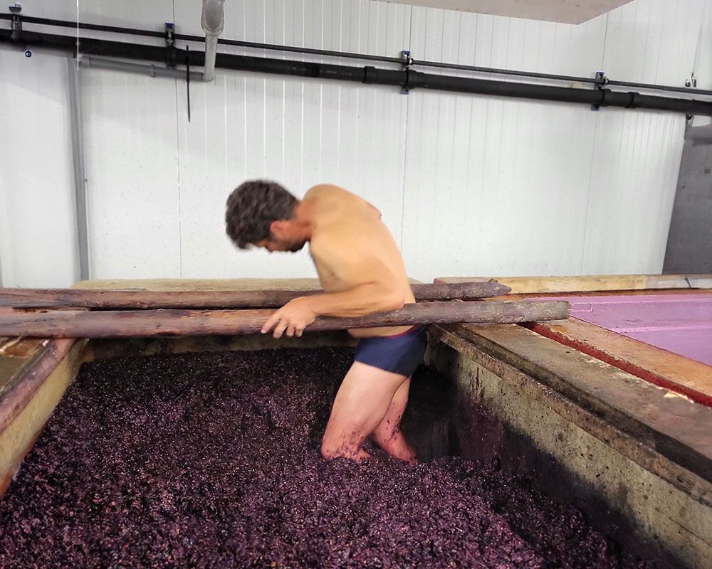 Domaine Gérard Courbis Bild 2