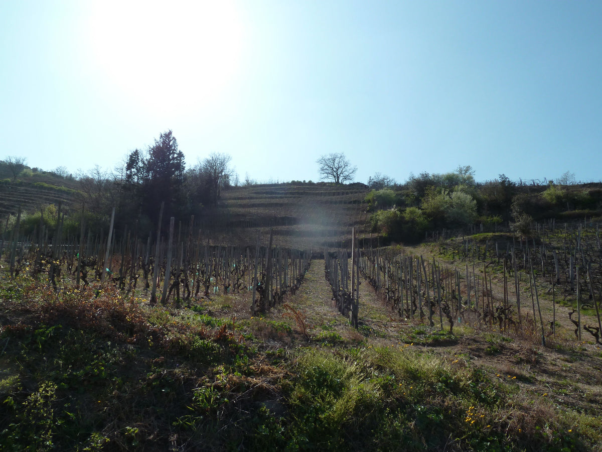 Header Domaine Gérard Courbis