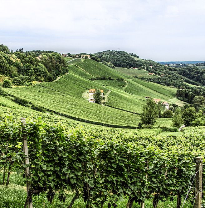 Domaine Ciringa Bild 2