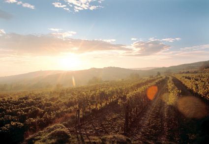 Weingut Schloss Gobelsburg Bild 2