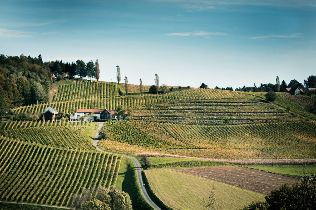 Header Weingut Gross