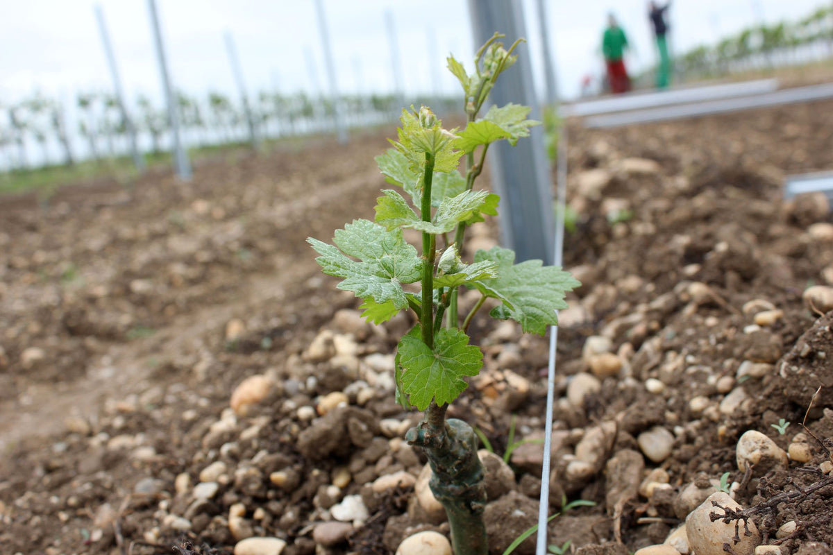 Header Weingut Andreas Gsellmann