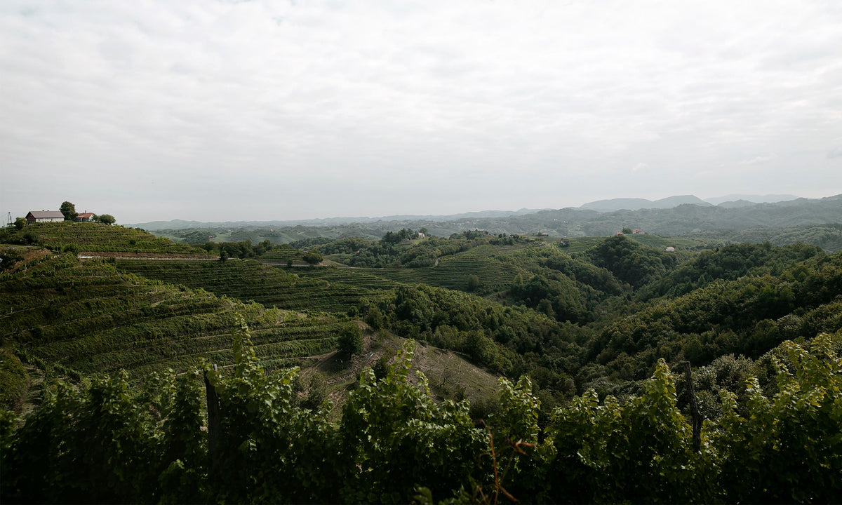 Header Vino Gross