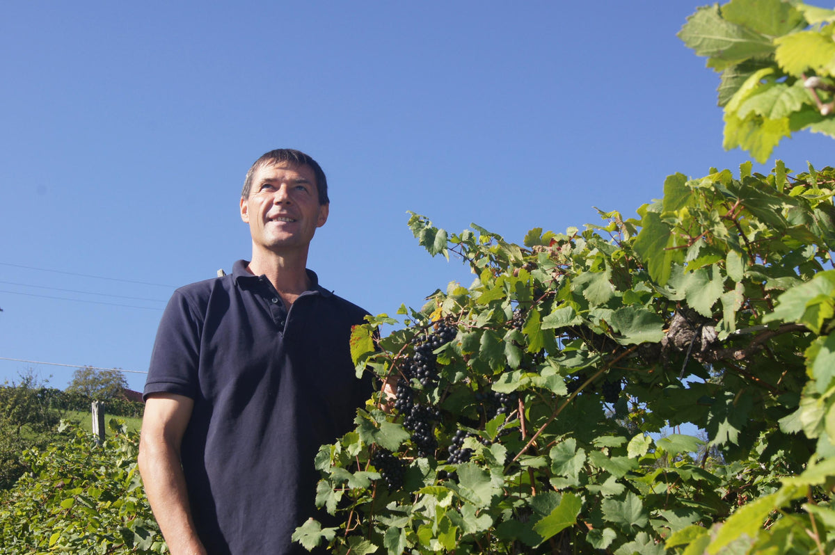 Header Weingut Klug