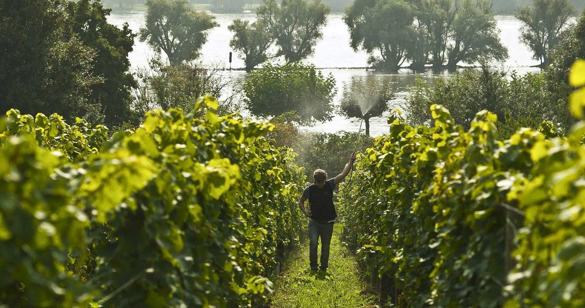 Weingut Peter Jakob Kühn Bild 2