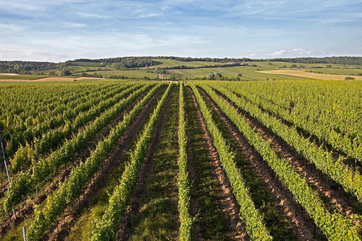 Header Weingut Markowitsch