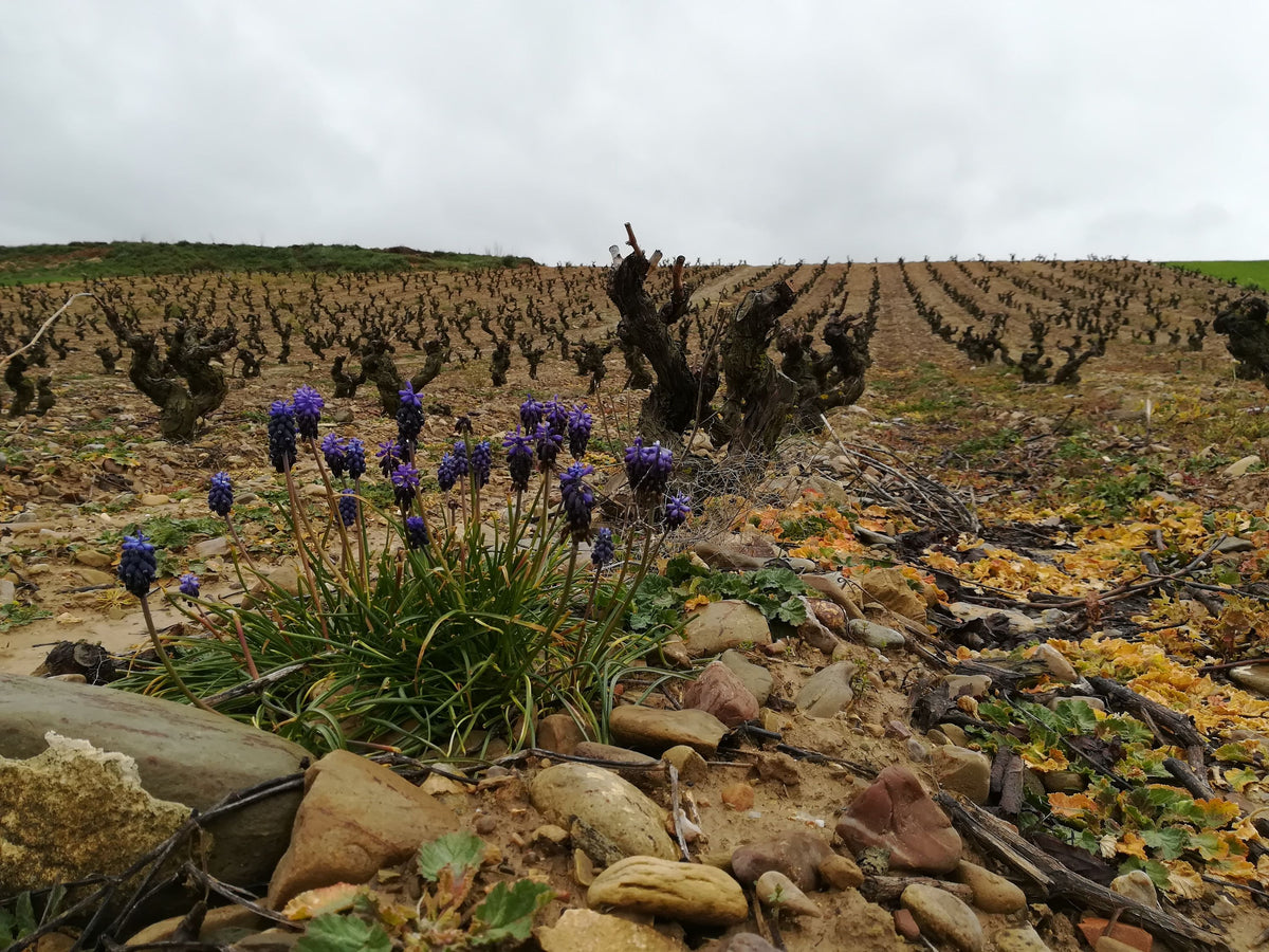 Bodega Miguel Merino Bild 2