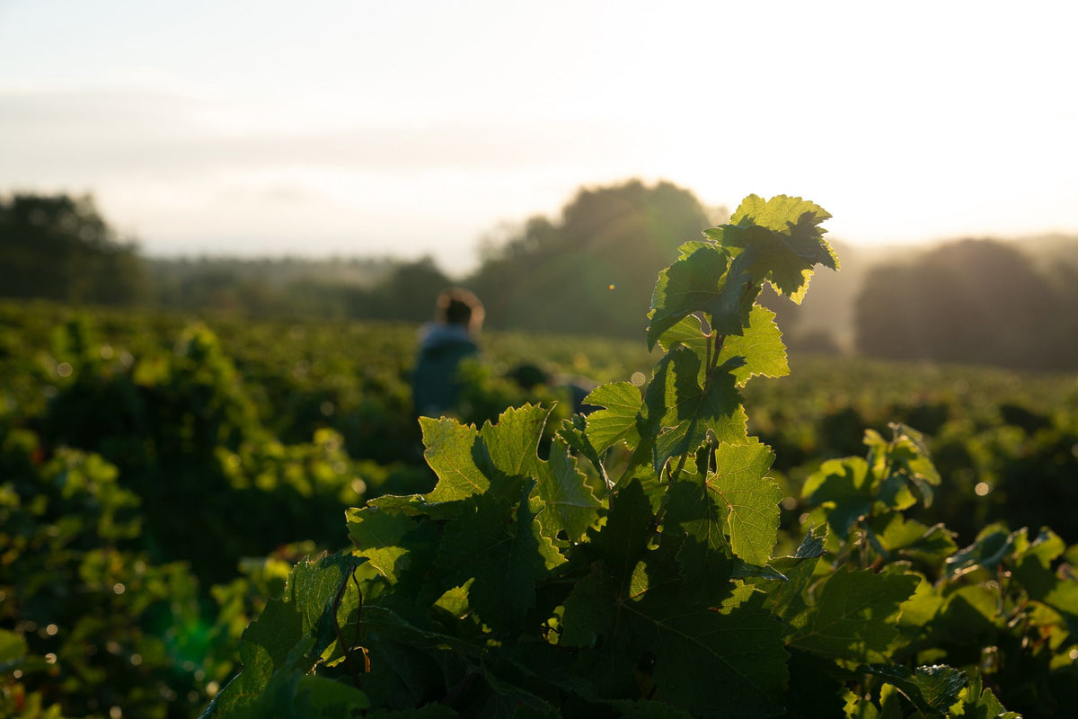 Domaine de Marzilly – Champagne Ullens Bild 2