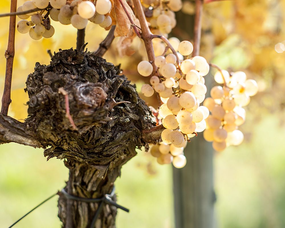 Weingut Ludwig Neumayer Bild 2