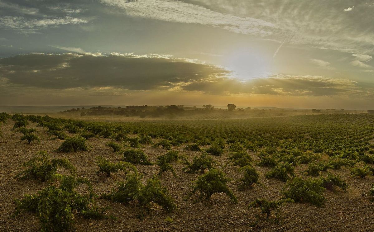 Header Bodegas Numanthia