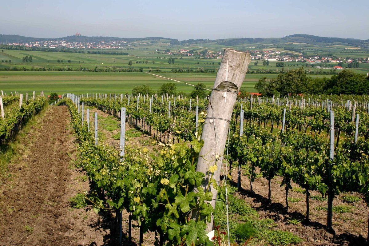Header Weingut Pfaffl