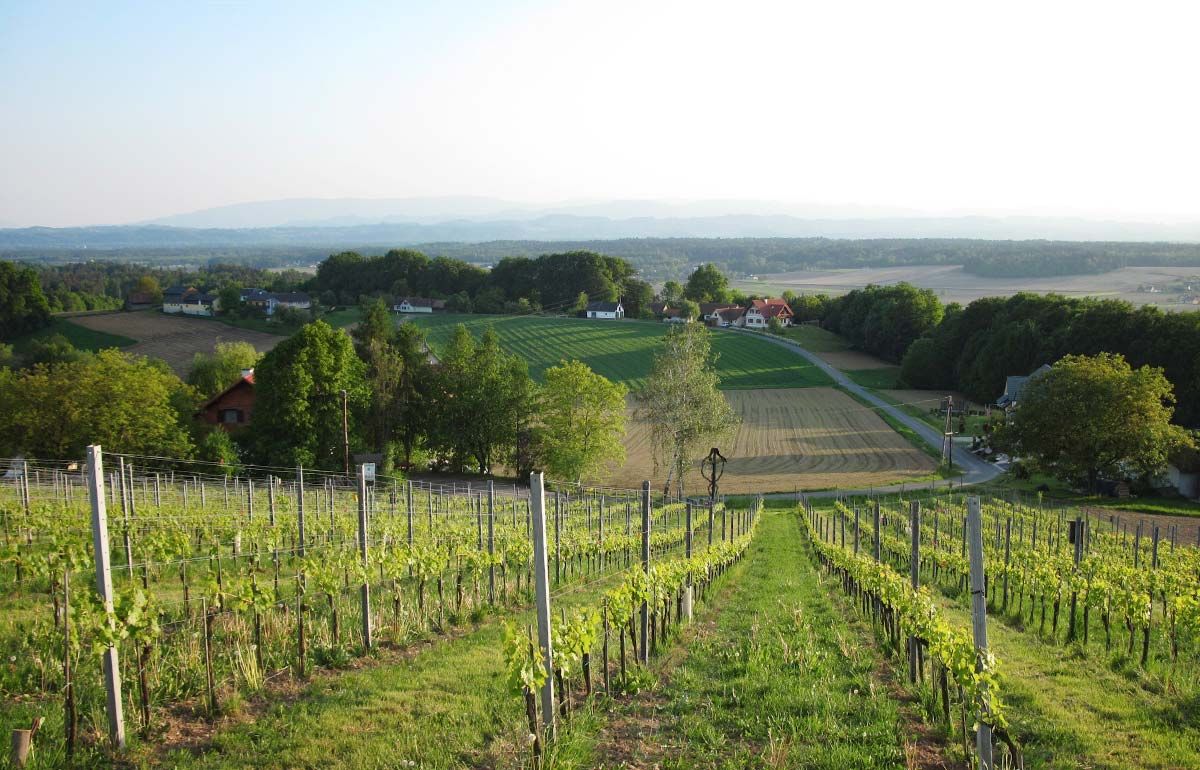 Bioweingut Ploder-Rosenberg Bild 2