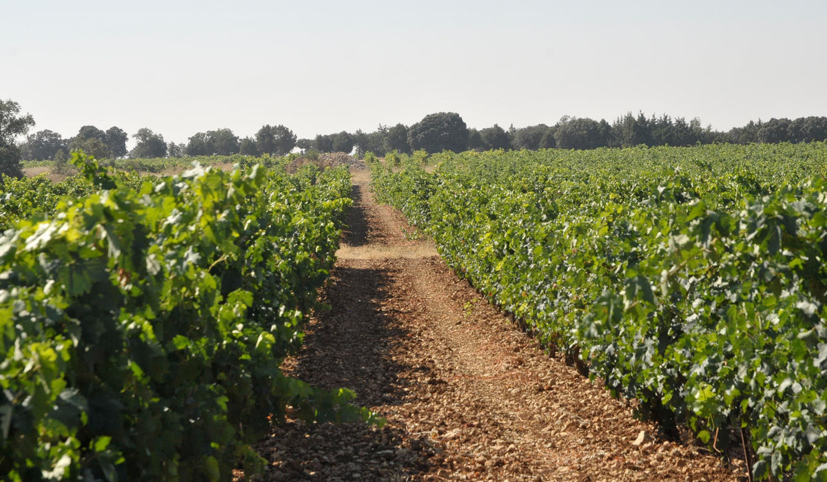 Header Tinto Pesquera