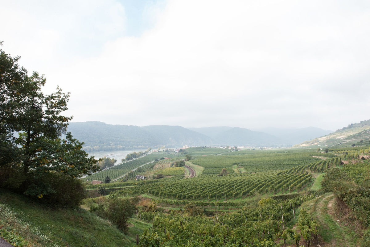 Header Weingut Pichler-Krutzler
