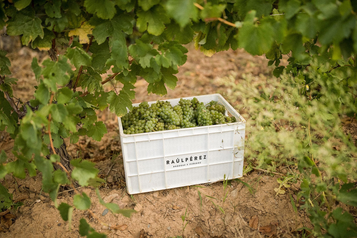 Raúl Pérez Bodegas y Viñedos Bild 2