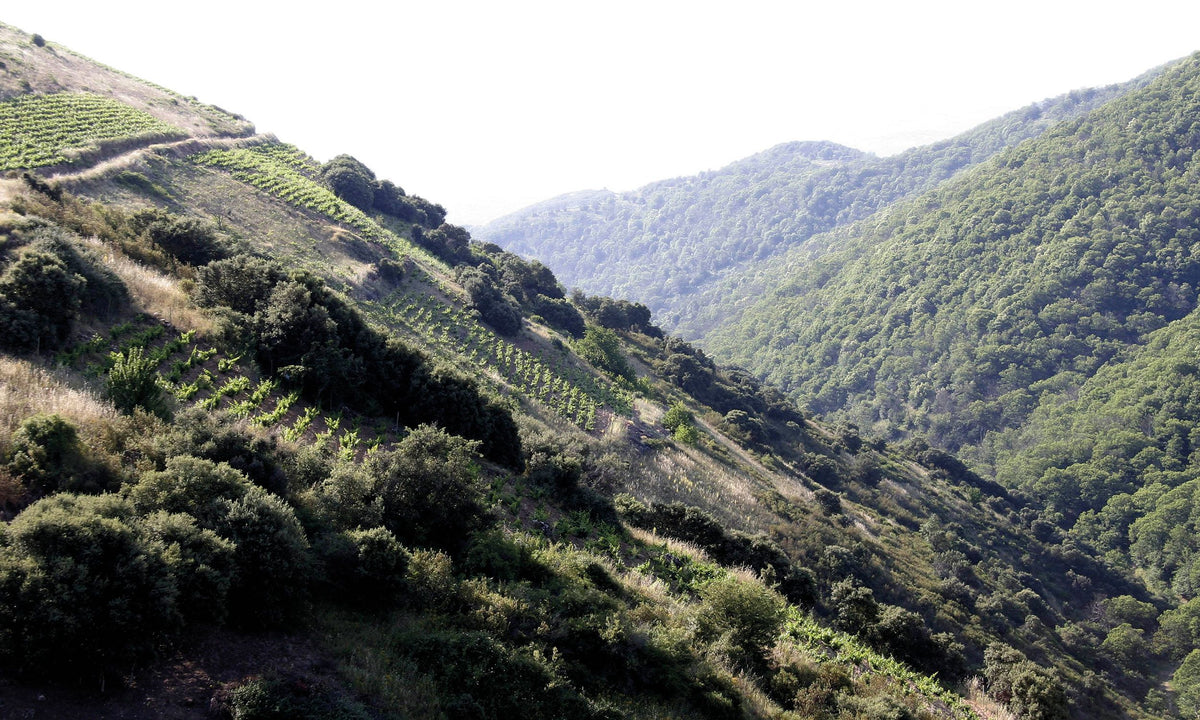 Header Descendientes de J. Palacios