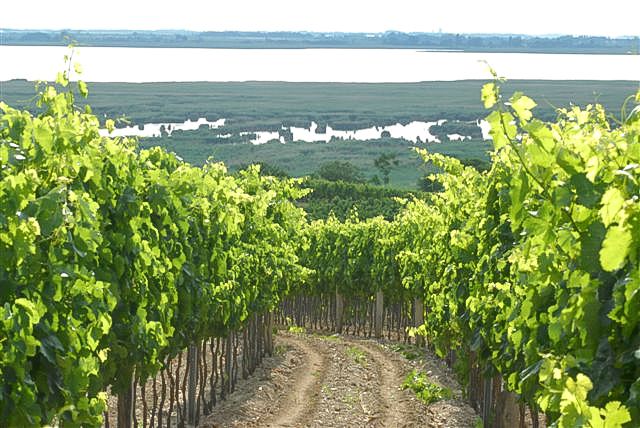 Header Weingut Franz Sommer