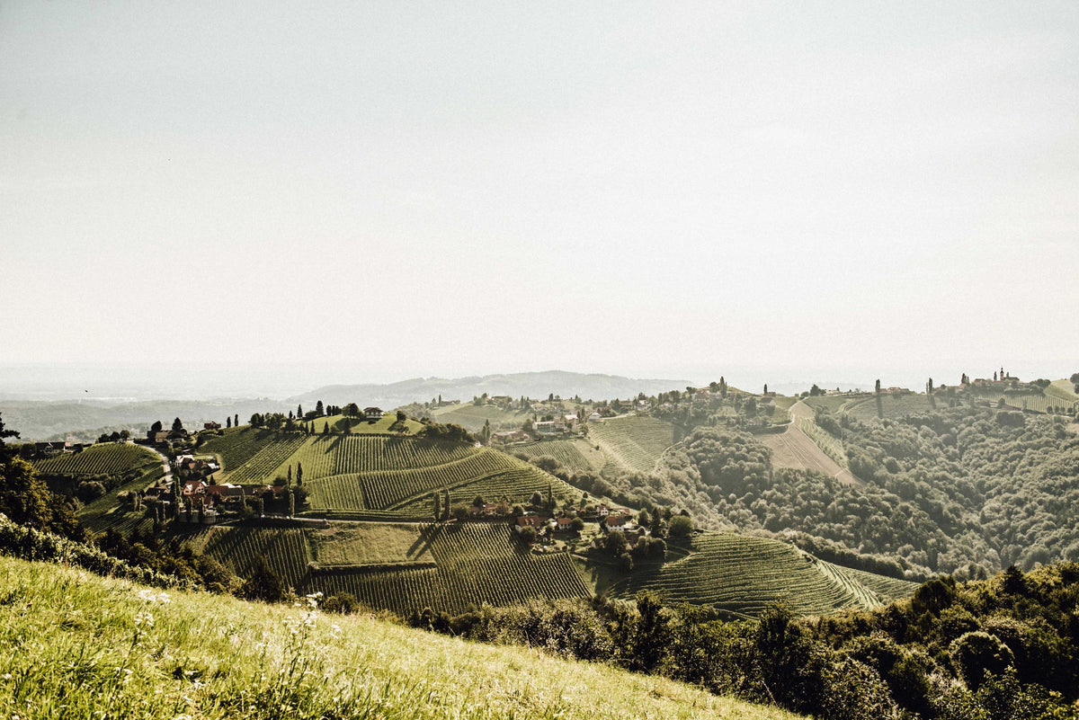 Header Weingut Schauer