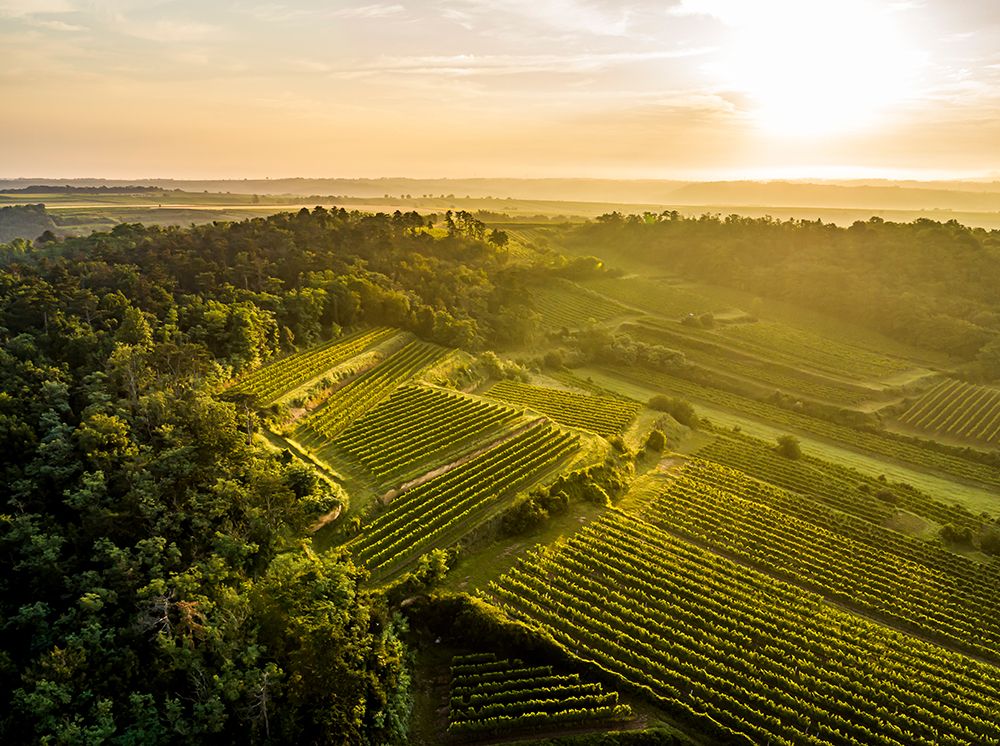 Weingut Familie Schuster Bild 2