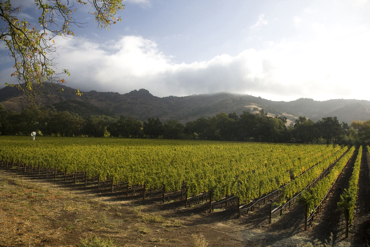 Header Stag's Leap Wine Cellars