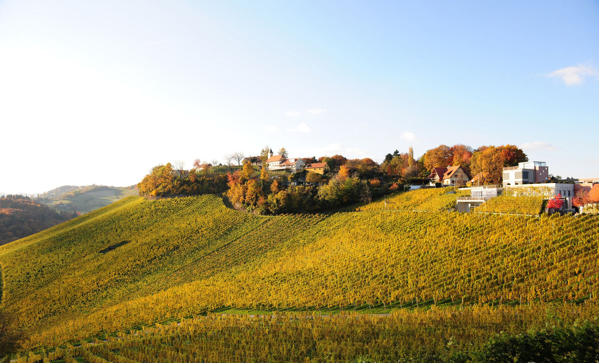 Weingut M. Tement Bild 2