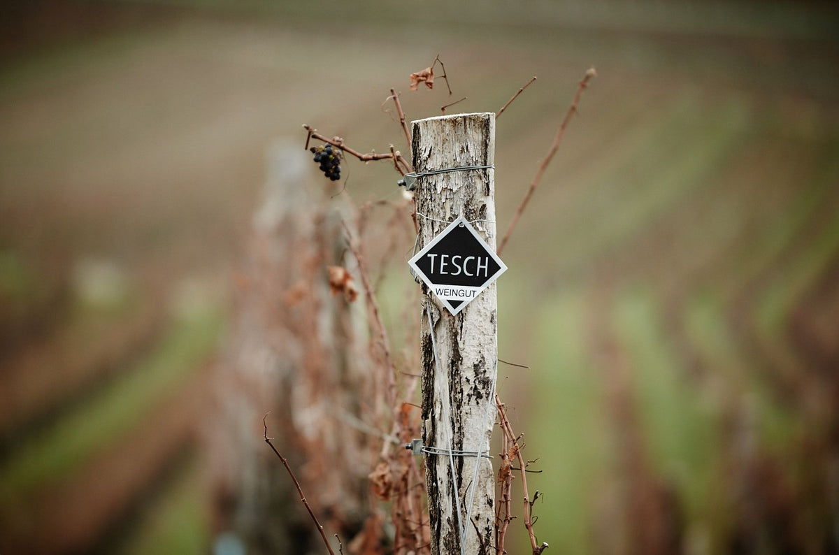 Weingut Tesch Bild 2