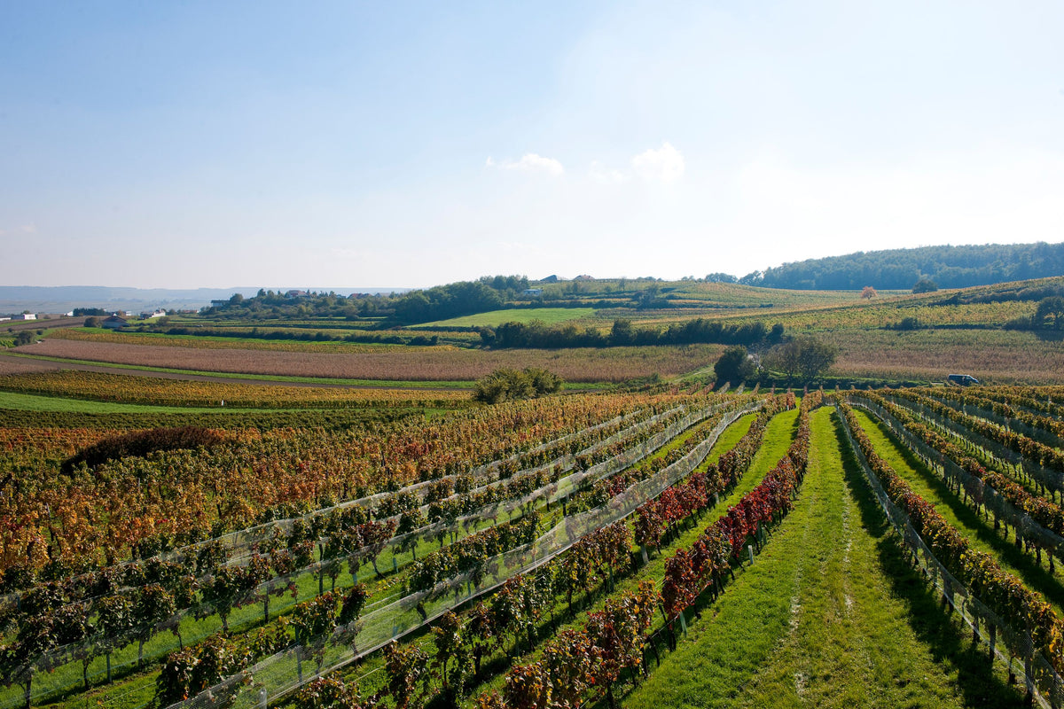 Header Weingut Tesch