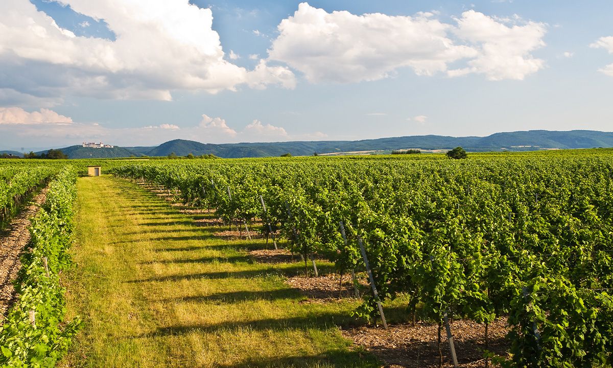 Header Weingut Türk