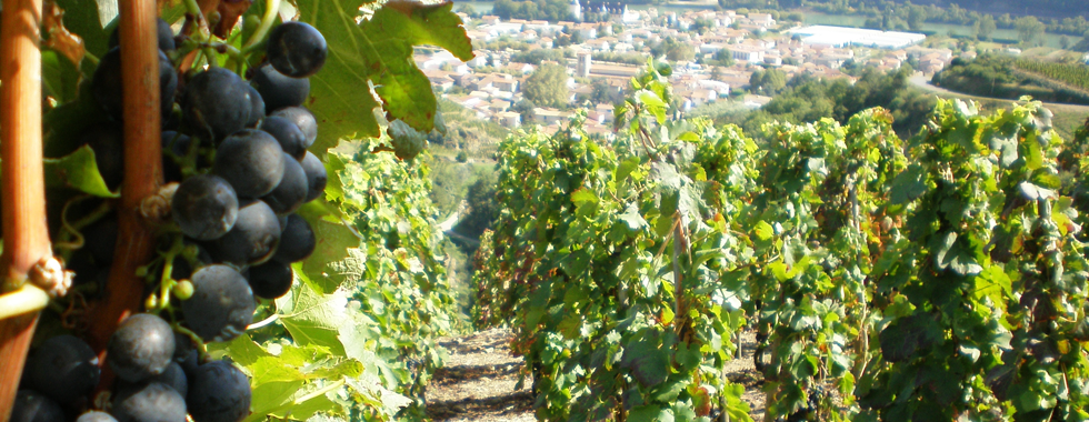 Header Domaine Vignobles Levet