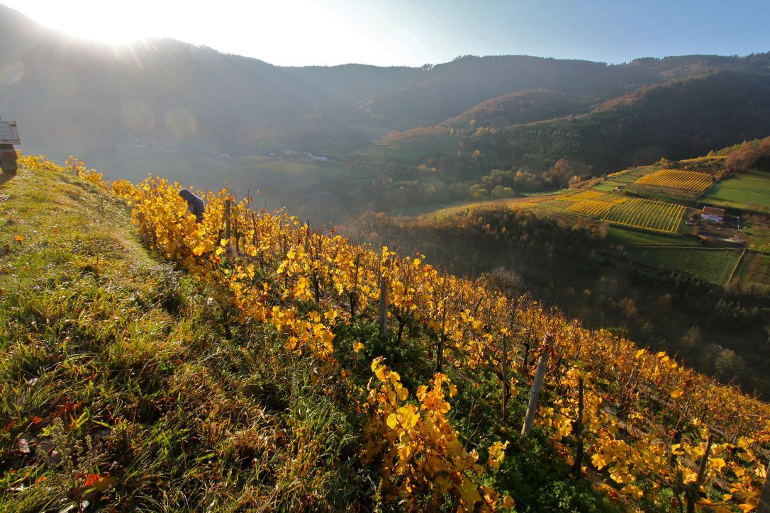 Header Weingut Veydar-Malberg
