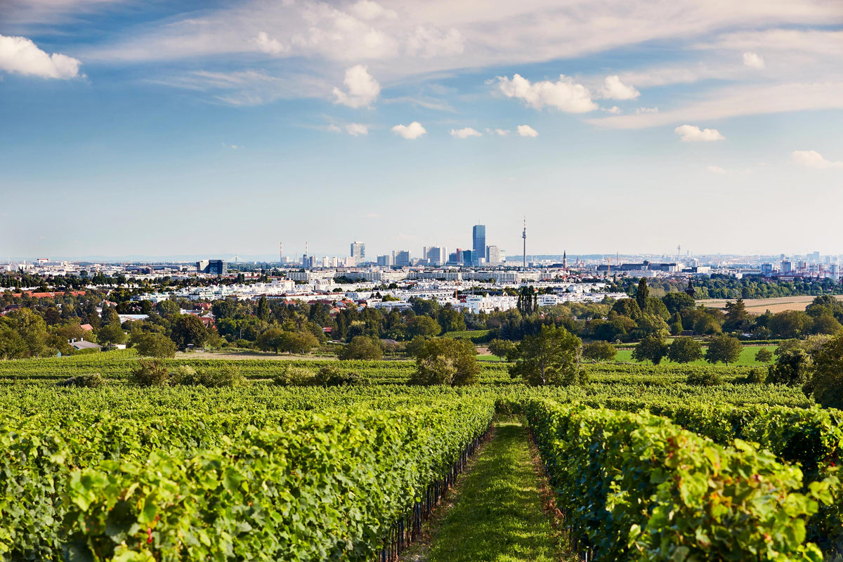 Header Weingut Fritz Wieninger