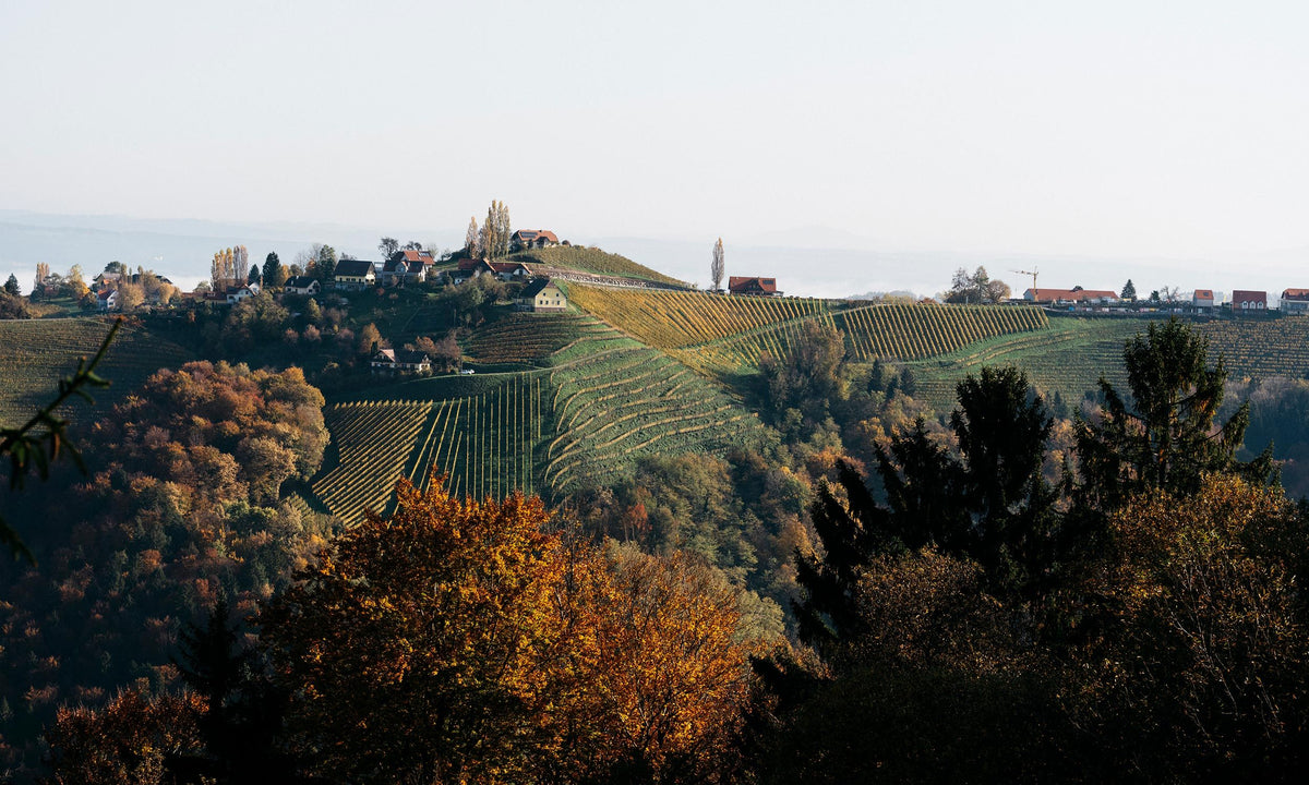 Header Weingut Wohlmuth