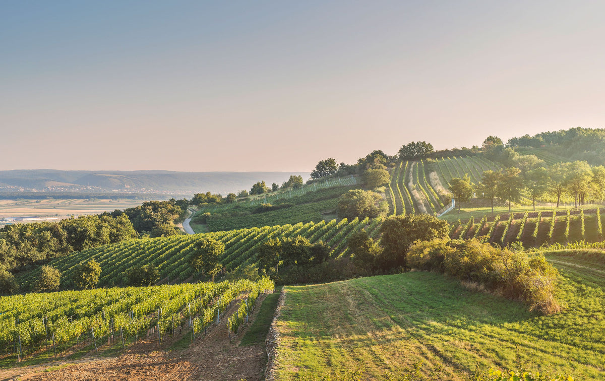 Header Weingut Zehetbauer Stefan